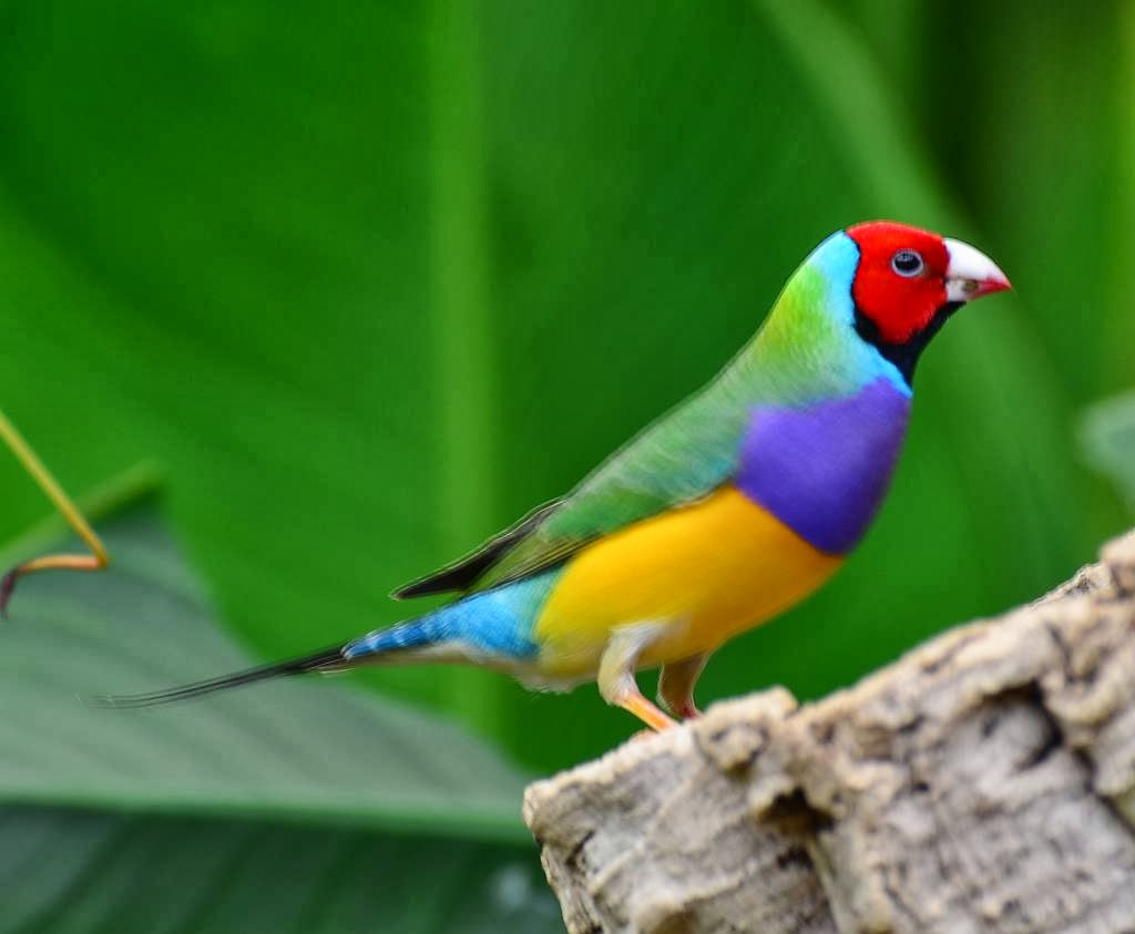 Các nhà nghiên cứu thuộc Đại học Sheffield ở Anh và Phòng thí nghiệm Điểu học Cornell vô cùng tò mò về các biến thể của chim sẻ Gouldian và họ đã tiến hành nghiên cứu quá trình tiến hóa đằng sau những màu sắc này.