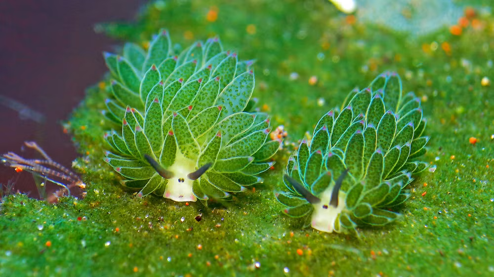 Chúng hấp thu các mã gen từ tảo biển và sản xuất lục lạp để biến ánh nắng mặt trời thành năng lượng.