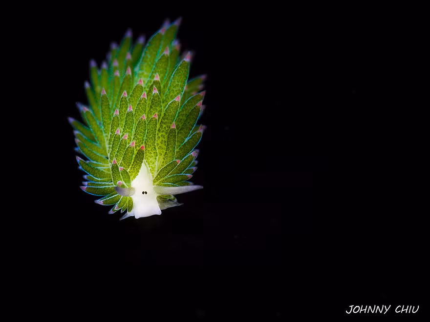 Cừu lá sinh sống ở các vùng biển gần Nhật Bản, Indonesia và Philippines.