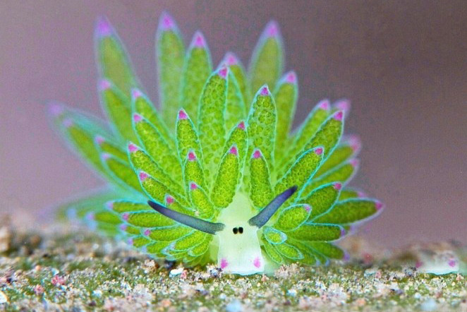 Một số người còn cho rằng cừu lá cũng rất giống như bò biển tý hon.