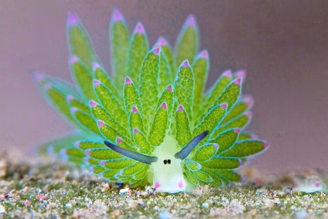 Một số người còn cho rằng cừu lá cũng rất giống như bò biển tý hon.