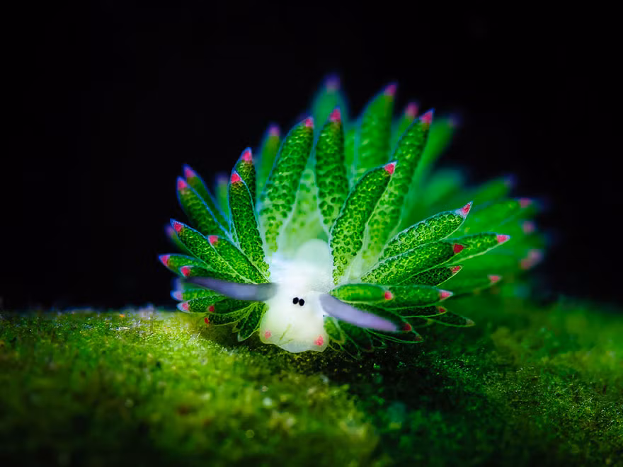 Đây là loài sinh vật có khả năng quang hợp như thực vật.