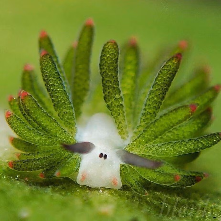 Đặc biệt, loài cừu lá này chỉ cần ăn duy nhất một lần trong đời rồi lượn lờ dưới ánh nắng là không bị chết đói.