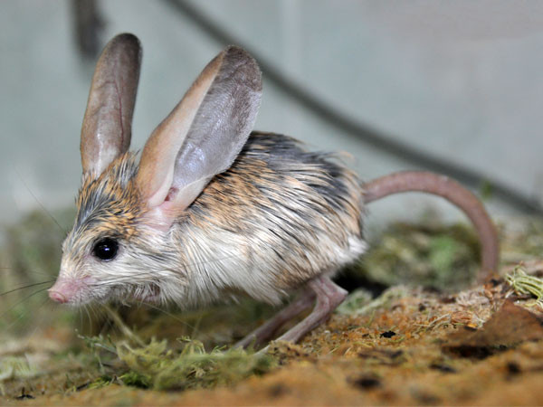 Đôi chân dài, bàn chân lớn giúp chuột nhảy jerboa tai dài di chuyển giống như một con chuột túi. Lòng bàn chân của chúng còn được bao phủ những sợi lông cứng để dễ dàng đi trên sa mạc.