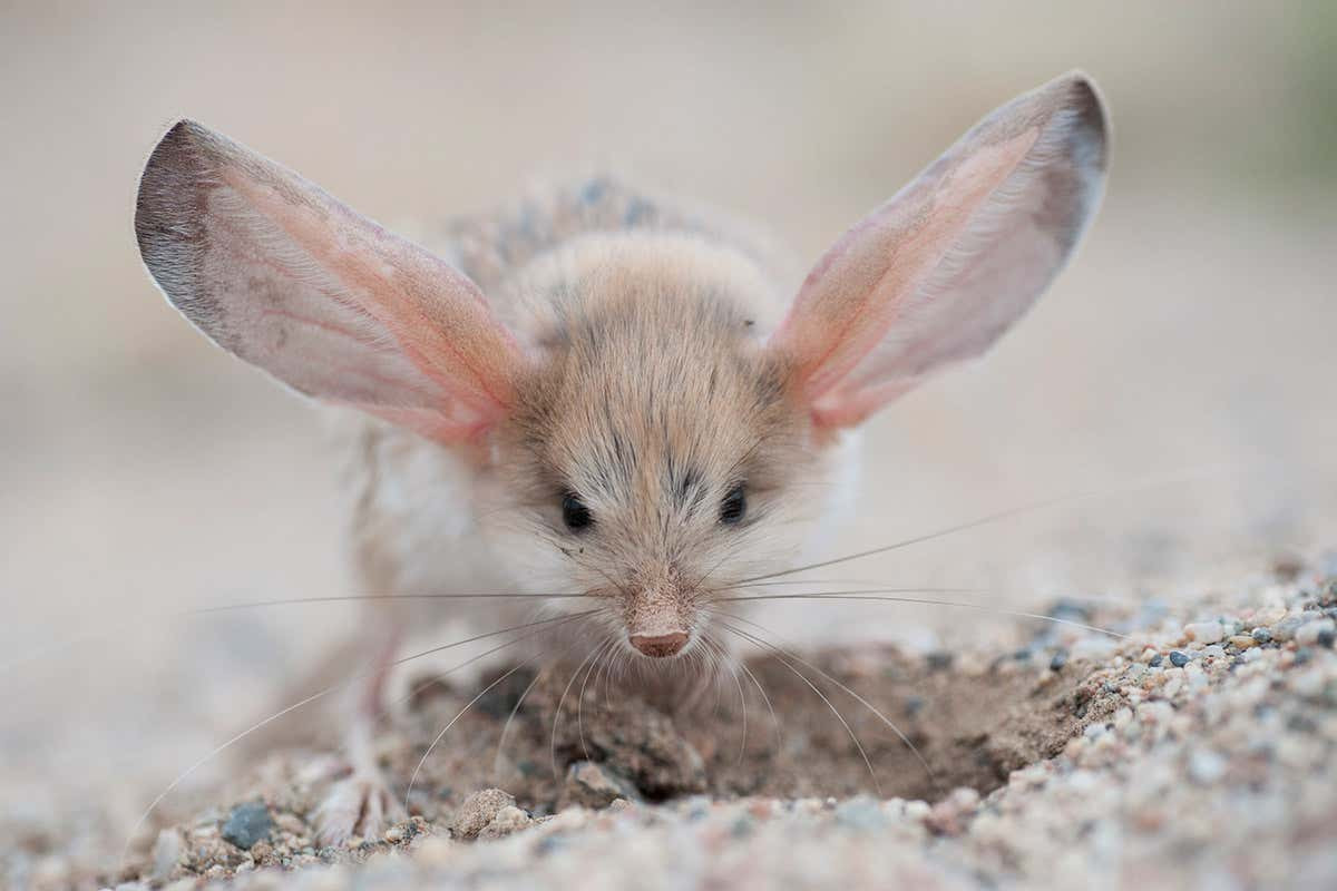Đôi tai lớn của chuột nhảy jerboa tai dài cũng giúp chúng nghe ngóng được những động tĩnh rất nhỏ từ khoảng cách rất xa.