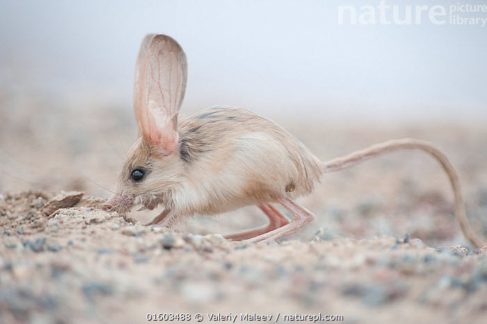 Chuột thậm chí không cần uống nước, chúng nhận tất cả độ ẩm cần thiết từ thức ăn của chúng, chủ yếu là côn trùng và thực vật.