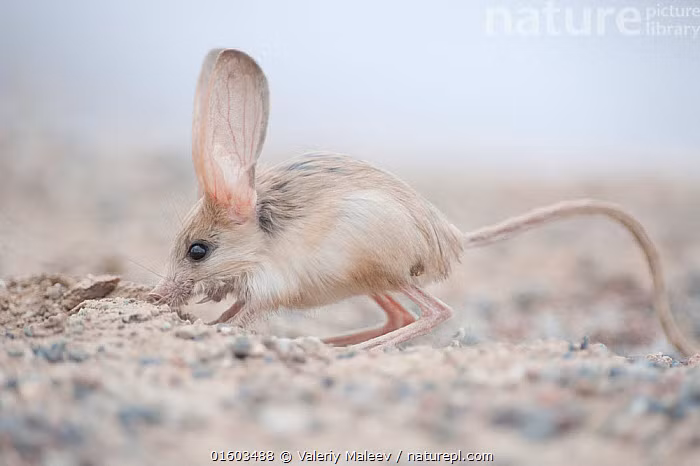 Chuột thậm chí không cần uống nước, chúng nhận tất cả độ ẩm cần thiết từ thức ăn của chúng, chủ yếu là côn trùng và thực vật.