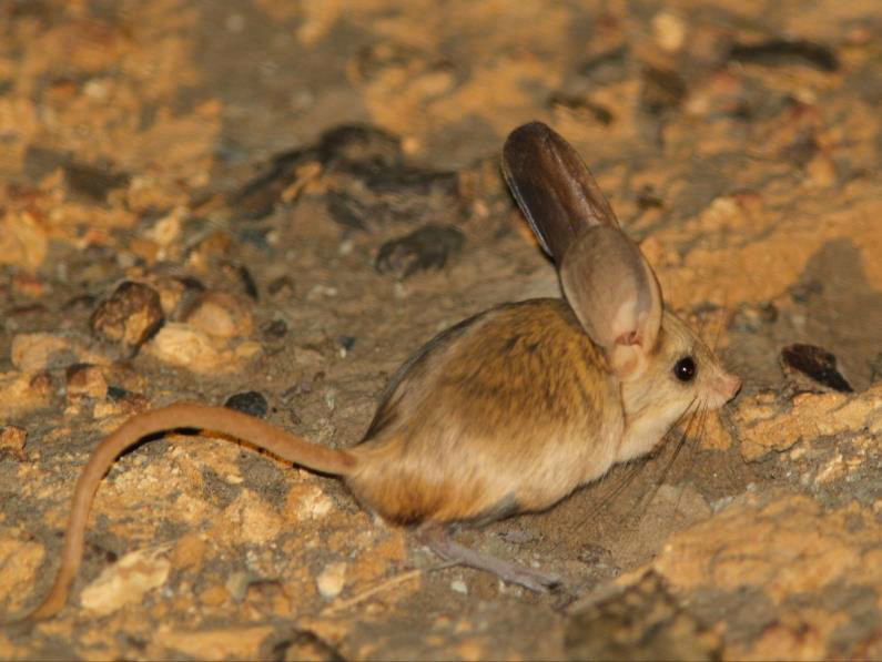 Sự thích nghi tuyệt vời của loài chuột nhảy jerboa tai dài được cho như là một sự tiến hóa chiến lược để sinh tồn và đối phó với kẻ thù.