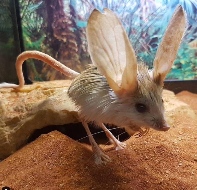 Đuôi của chuột nhảy jerboa tai dài cũng dài gấp đôi chiều dài cơ thể của chúng, giúp loài chuột này giữ thăng bằng tốt nhất khi chạy,nhảy.