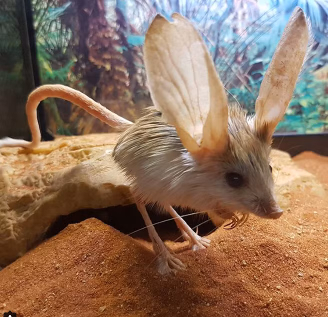 Đuôi của chuột nhảy jerboa tai dài cũng dài gấp đôi chiều dài cơ thể của chúng, giúp loài chuột này giữ thăng bằng tốt nhất khi chạy,nhảy.