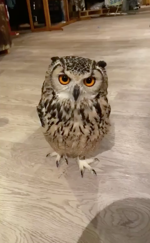 Cu meo noi tieng bat ngo nho kha nang chay nuoc kieu