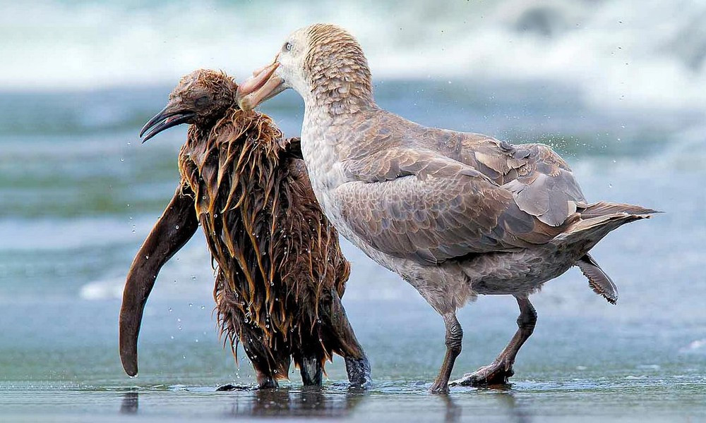 “Di” loai chim khong lo hung bao khien con nguoi cung phai ghe-Hinh-2