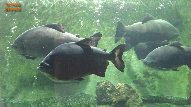 Cá pacu con được bán với giá thấp nhất khoảng 7 USD/con (~160.000 đồng). Tuy nhiên, một số quốc gia hạn chế việc mua bán cá pacu vì cho rằng chúng là loài xâm lấn.