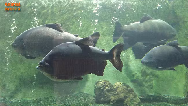 Cá pacu con được bán với giá thấp nhất khoảng 7 USD/con (~160.000 đồng). Tuy nhiên, một số quốc gia hạn chế việc mua bán cá pacu vì cho rằng chúng là loài xâm lấn.