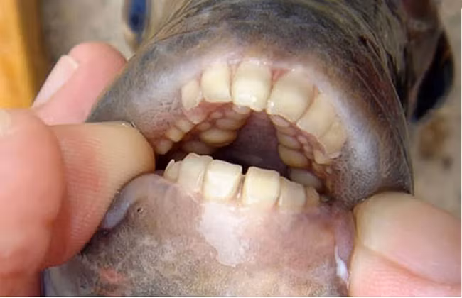 Những con cá trưởng thành có tới 3 hàng răng ở hàm trên và 2 hàng ở hàm dưới. Vì thế, răng chúng rất khỏe, có thể cắn đứt ngón tay người.