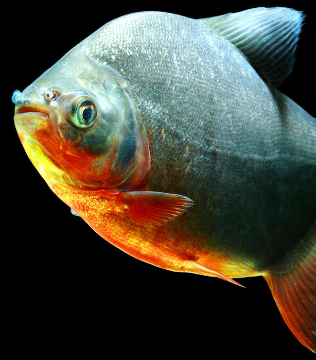 Hầu hết cá pacu có màu đen hoặc xám, nhưng cũng có những con màu tím hoặc bụng màu đỏ.