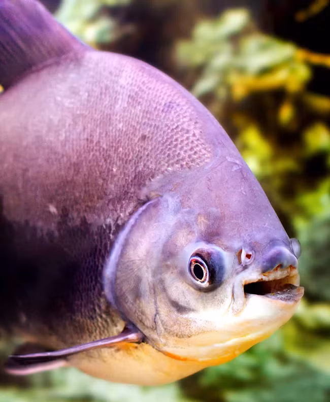 Cá pacu rất khỏe, những con trưởng thành có thể lôi một người đi dễ dàng.