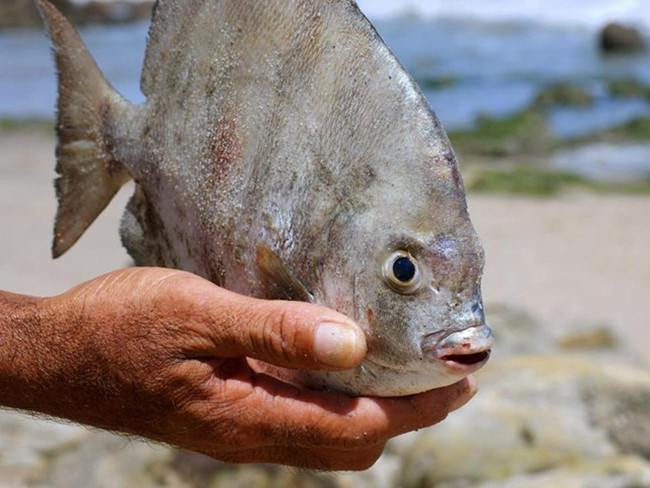 Hàm răng của cá pacu khá “dị” với cấu trúc dạng khối, thẳng, gần giống với răng người.