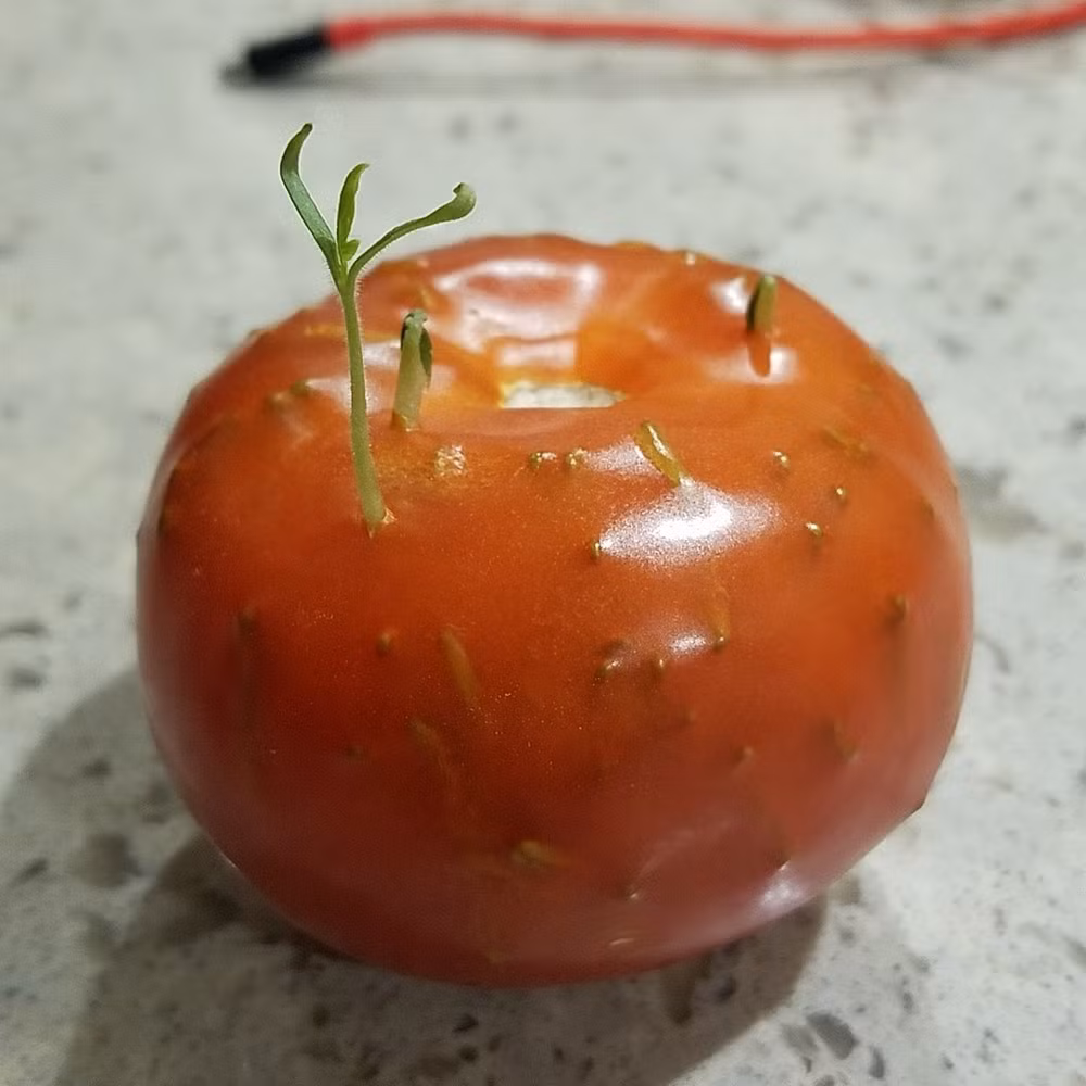 Chúng hút các chất dinh dưỡng trong quả mẹ để phát triển, vì vậy, về cơ bản, đây không khác gì quá trình mang thai của thực vật.