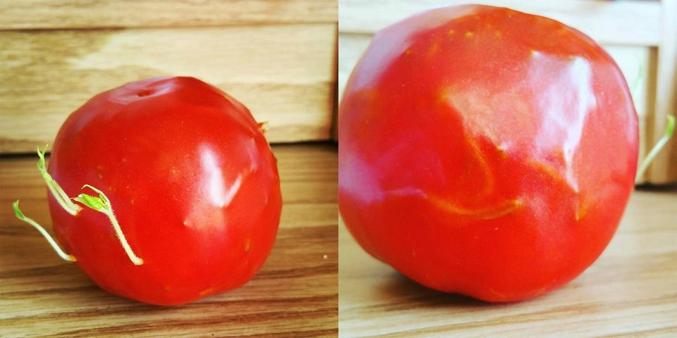 Chỉ có điều, hiện tượng này không diễn ra phổ biến và có thể khiến cho ngoại hình của quả mẹ có những biến đổi vô cùng đáng sợ, thậm chí còn khiến nhiều người ghê rợn.