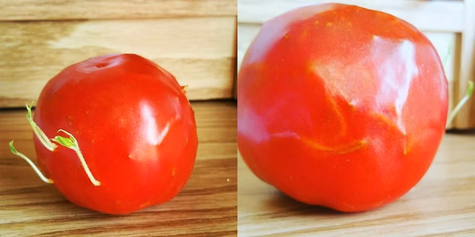 Chỉ có điều, hiện tượng này không diễn ra phổ biến và có thể khiến cho ngoại hình của quả mẹ có những biến đổi vô cùng đáng sợ, thậm chí còn khiến nhiều người ghê rợn.