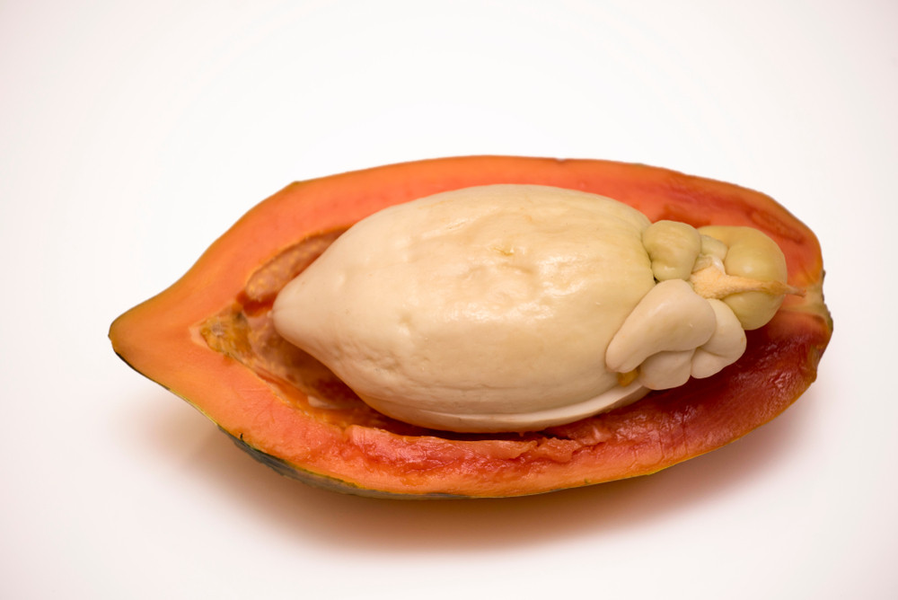 Trái cây có chứa một loại hormone ngăn ngừa hạt nảy mầm. Khi quả thối hoặc hạt bị khoét ra, hạt không còn tiếp xúc với các hóa chất này và có thể nảy mầm tự do.