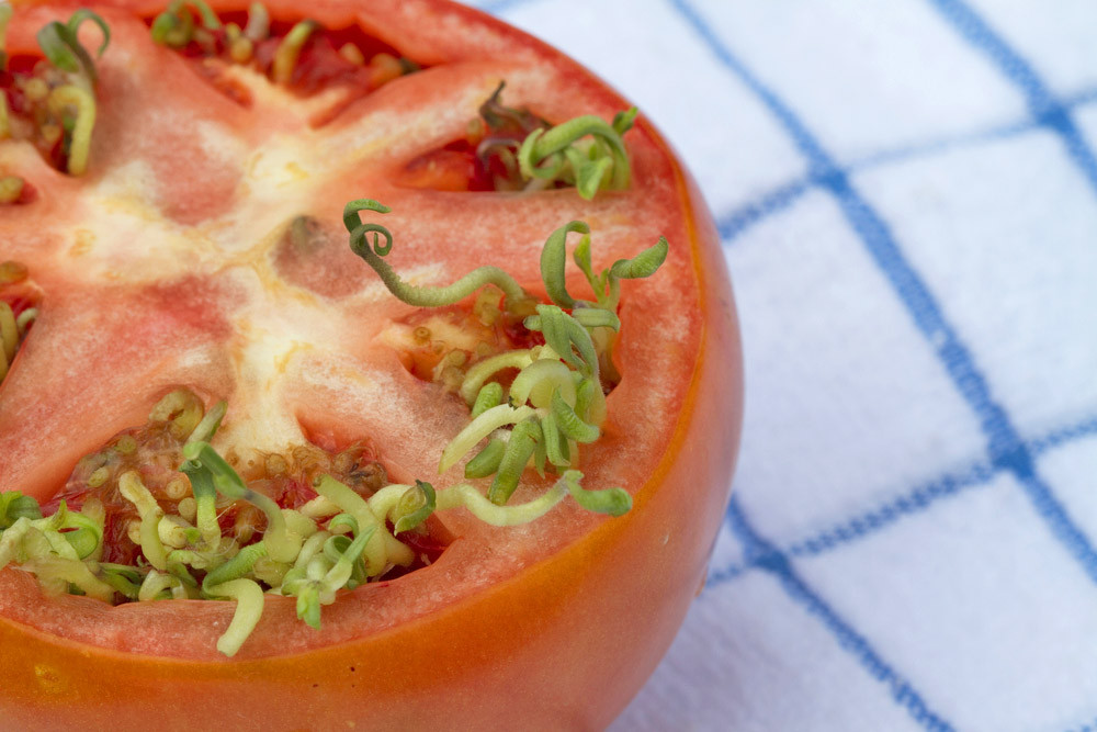 Nếu bạn cho rằng chỉ động vật mới biết mang thai rồi sinh đẻ, bạn đã nhầm. Thực vật đôi khi có thể làm điều đó, đây là hiện tượng kỳ lạ được gọi là vivipary.