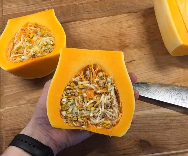 Điều này cũng có thể xảy ra khi môi trường quá ấm áp và ẩm ướt, đánh lừa hạt giống tin rằng chúng ở đang trong đất ẩm.