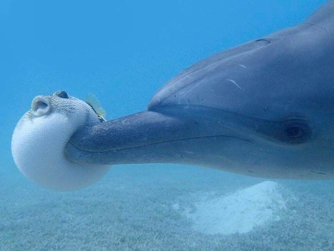 Bat ngo cach ca heo loi dung ca noc doc “phe bong cuoi“-Hinh-2