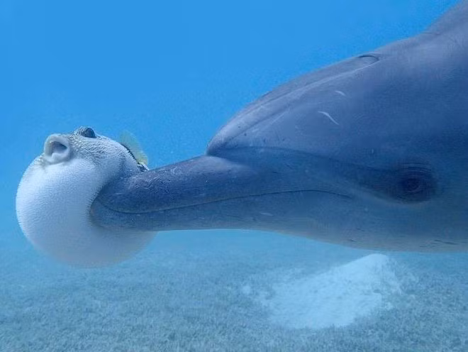 Bat ngo cach ca heo loi dung ca noc doc “phe bong cuoi“-Hinh-2