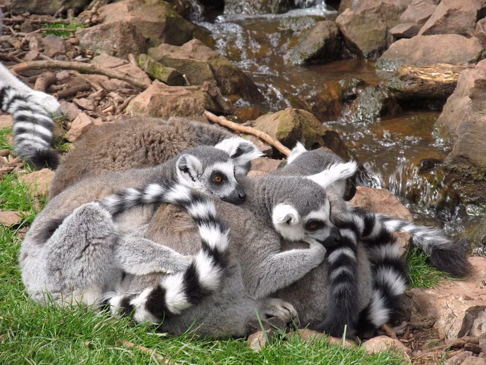 Trong mùa giao phối, vượn cáo đuôi vòng đối đầu và chiến đấu mạnh mẽ để giành quyền giao phối. Đặc biệt, những trận chiến này bao gồm cả những thành viên đực và cái.