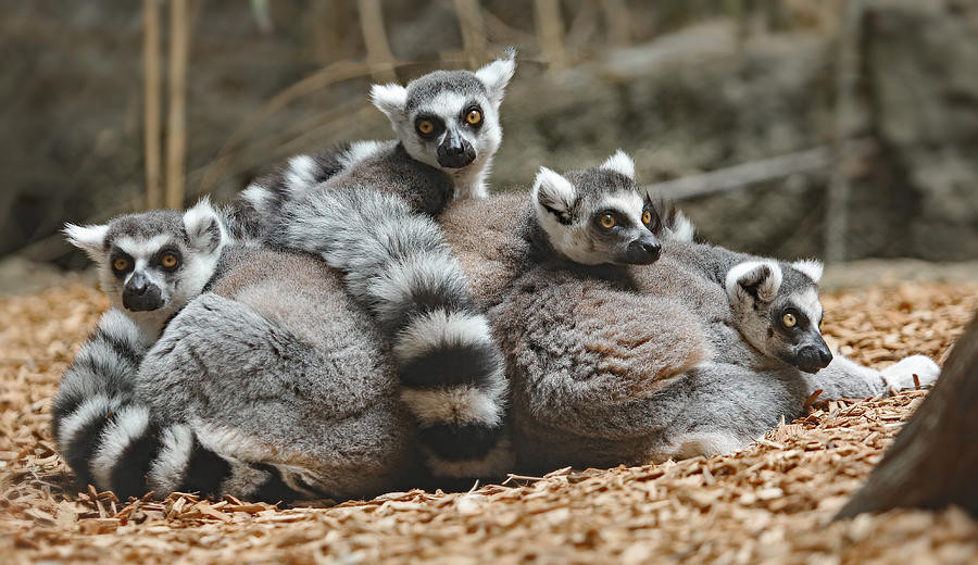 Một đàn vượn cáo bao gồm nhiều cá thể của cả hai giới, nhưng luôn có một con đực alpha, giao phối với hầu hết con cái trong đàn, bao gồm cả con cái thống trị.