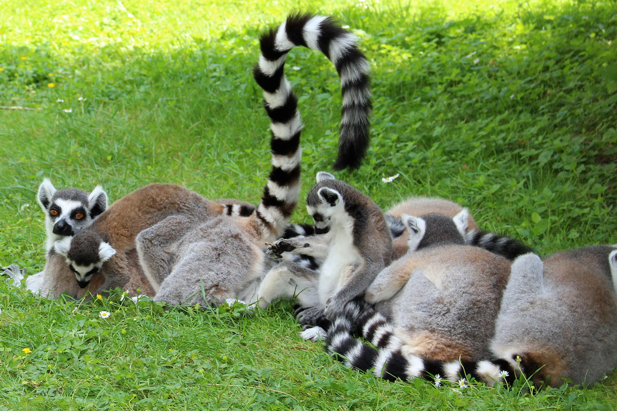 Sau khi mang thai và sinh con, con cái tỏ rõ mình là một người mẹ chu đáo, nó che chở, chải chuốt, cho con ăn và háo hức đưa vượn cáo con đi khắp nơi.