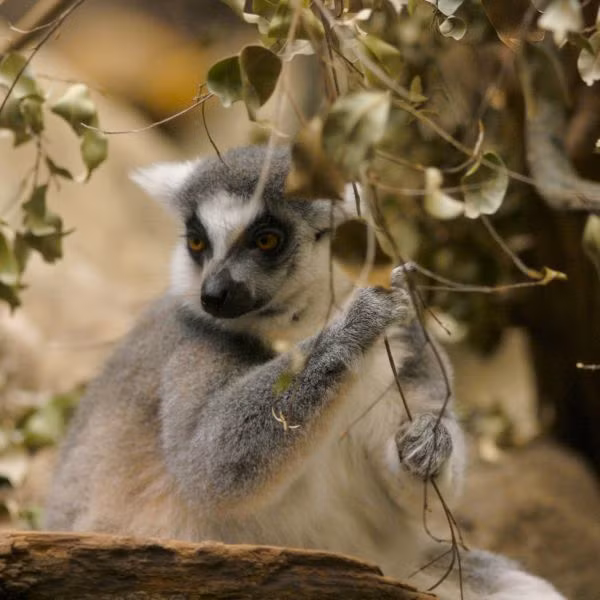 Giống như tất cả các loài vượn cáo khác, nó là loài đặc hữu của đảo Madagascar và được các nhà khoa học đánh giá là một trong những loài linh trưởng thông minh nhất trên đảo.