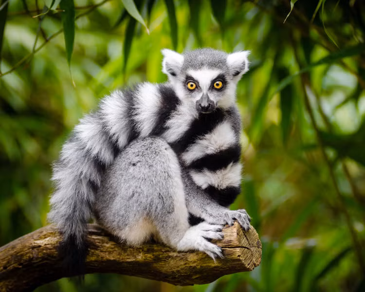  Vượn cáo đuôi vòng, tên khoa học là Lemur catta, là một loài linh trưởng mũi ướt (Strepsirrhini) lớn và là loài vượn cáo dễ nhận biết nhất với chiếc đuôi vòng trắng và dài. Nó thuộc họ Lemuridae, là loài duy nhất của chi Lemur.