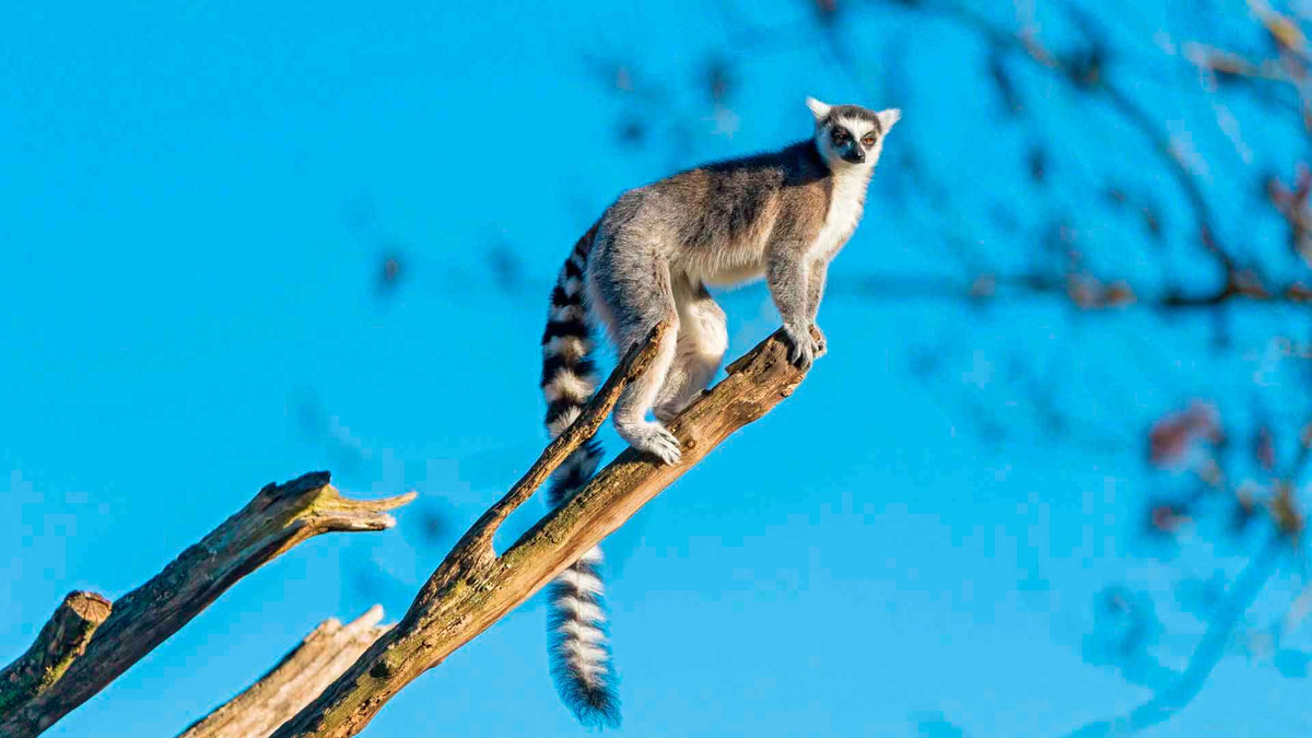 Qua quan sát, vượn cáo đuôi vòng có thể sử dụng các đồ vật khác làm công cụ khiến cuộc sống của chúng dễ dàng hơn.