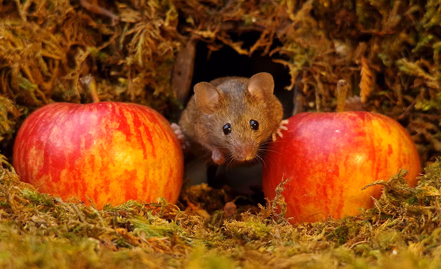 Chuột nhỏ háo hức khi được tặng hai quả táo chín đỏ.