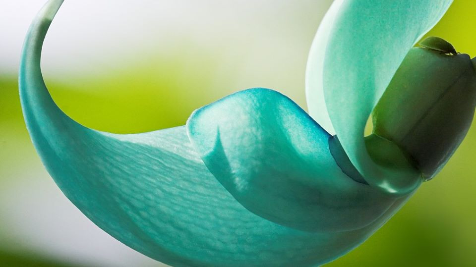 Ky bi loai hoa mong vuot ngoc xanh vua dep vua dang so-Hinh-3