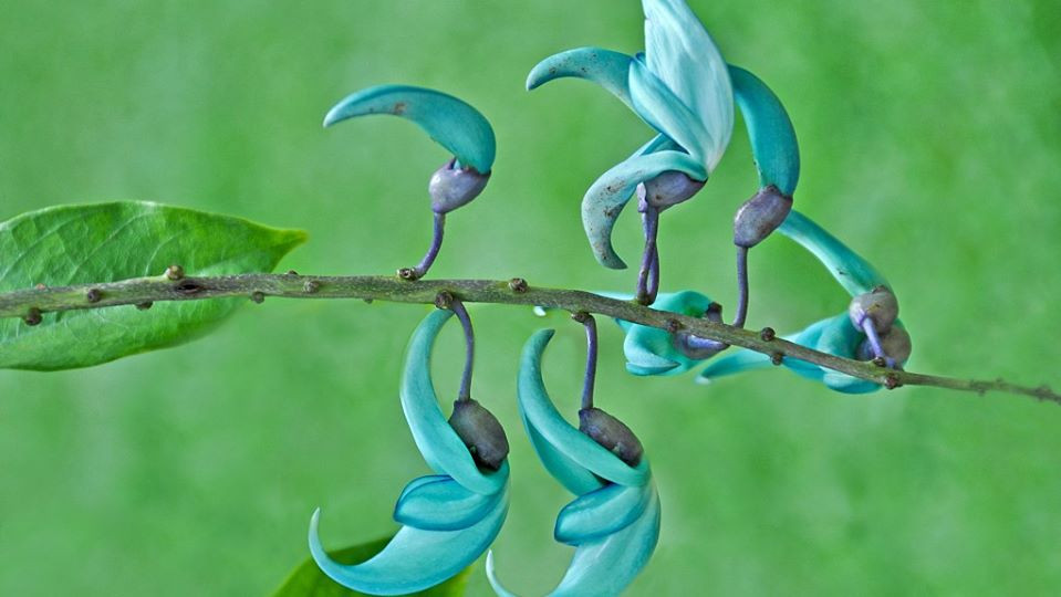 Ky bi loai hoa mong vuot ngoc xanh vua dep vua dang so-Hinh-4