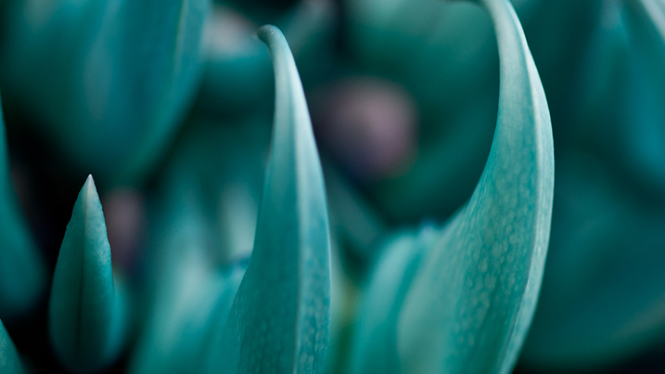 Ky bi loai hoa mong vuot ngoc xanh vua dep vua dang so-Hinh-2