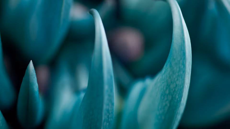 Ky bi loai hoa mong vuot ngoc xanh vua dep vua dang so-Hinh-2