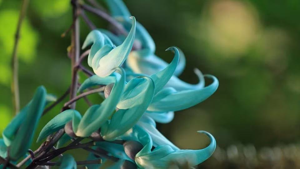 Ky bi loai hoa mong vuot ngoc xanh vua dep vua dang so-Hinh-5