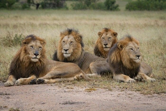 Makulu và Dreadlocks cũng có nhiều con nhất trong 6 anh em Mapogo.