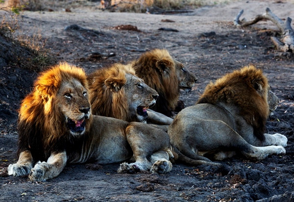 Chỉ duy có một điều, vì năng lực của 6 anh em bầy sư tử Mapogo quá mạnh, cực hiếm sư tử cái tình nguyện làm thê, thiếp cho chúng. Điều này khiến những con sư tử đực hùng mạnh vẫn cứ mãi FA.