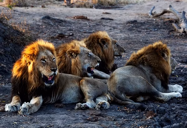 Chỉ duy có một điều, vì năng lực của 6 anh em bầy sư tử Mapogo quá mạnh, cực hiếm sư tử cái tình nguyện làm thê, thiếp cho chúng. Điều này khiến những con sư tử đực hùng mạnh vẫn cứ mãi FA.