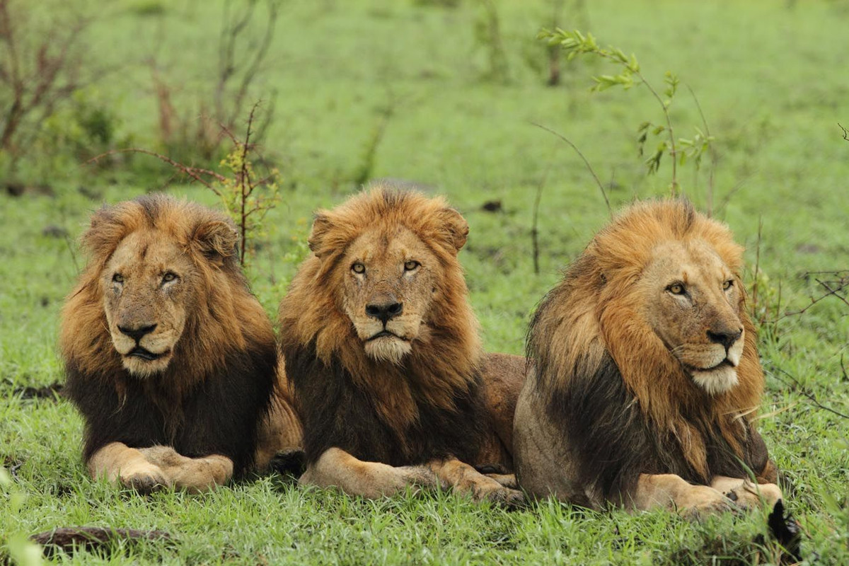 Chúng cùng nhau chinh chiến bảo vệ và mở rộng lãnh thổ, cùng nhau kiếm ăn, cùng nhau chia sẻ quyền lực đỉnh cao và tận hưởng những bữa tiệc thịnh soạn.