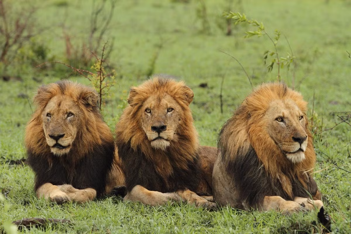 Chúng cùng nhau chinh chiến bảo vệ và mở rộng lãnh thổ, cùng nhau kiếm ăn, cùng nhau chia sẻ quyền lực đỉnh cao và tận hưởng những bữa tiệc thịnh soạn.
