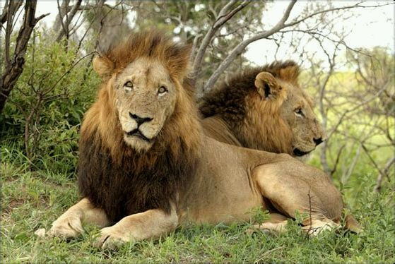 Trong suốt khoảng thời gian trị vì, cai quản lãnh thổ, huynh đệ sư tử bờm đen trở nên khét tiếng. Chúng thống trị cả khu vực Sabi Sands nhờ móng vuốt sắt thép của mình.