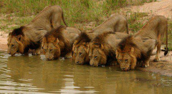 May mắn thay, khi kiềm chế bớt sự hung hãn, cuối cùng có sư tử cái chịu nói chuyện yêu đương với huynh đệ Mapogo. Lẽ tất nhiên, "lão đại" Makulu thường được ưu tiên ân ái. Chỉ có Dreadlocks mới có thể cạnh tranh được, nhưng cũng rất ít đụng độ.