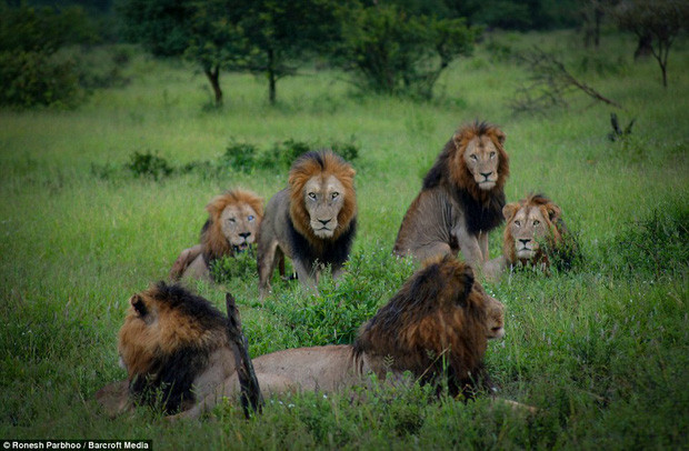 Tại khu bảo tồn thiên nhiên hoang dã Sabi Sands, nằm giữa vườn quốc gia Kruger, Nam Phi, có một bầy sư tử đực bờm đen cực kỳ nổi tiếng, được gọi là bầy sư tử Mapogo.